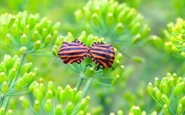 Free Nature Flora photo and picture