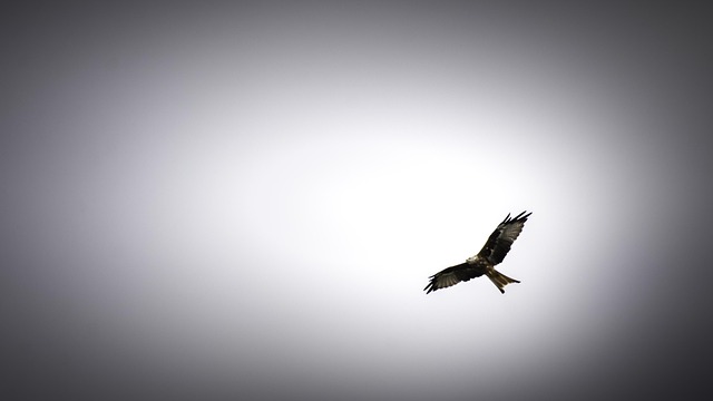 Vogel, Himmel, Sonnenuntergang, Natur