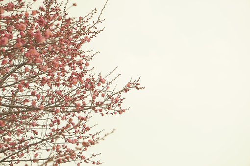 Free Tree Quarter photo and picture