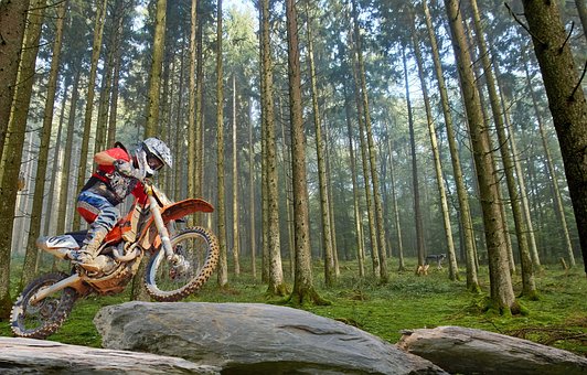 Free Wood Tree photo and picture