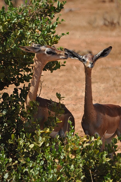 Free Nature Wildlife photo and picture
