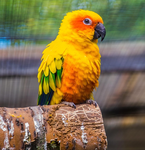 Free Parrot Bird photo and picture