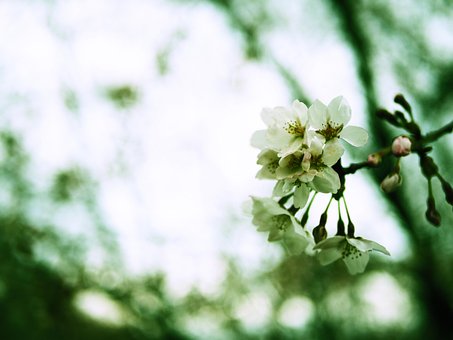 Free Nature Plant photo and picture
