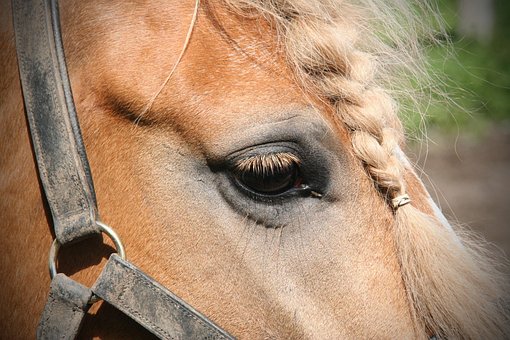 Free Portrait Horse photo and picture