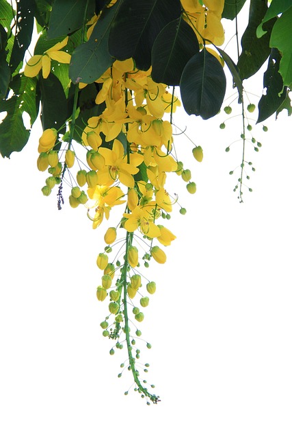 Baggrunden, Blade, Planter, Natur