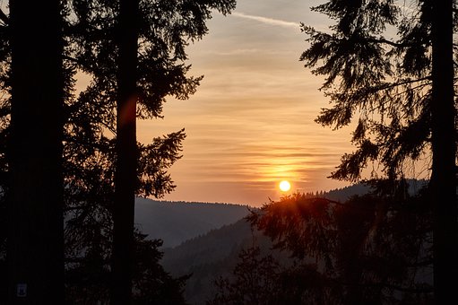 Free Tree Nature photo and picture
