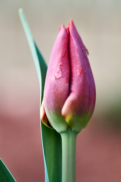 Free Nature Flower photo and picture