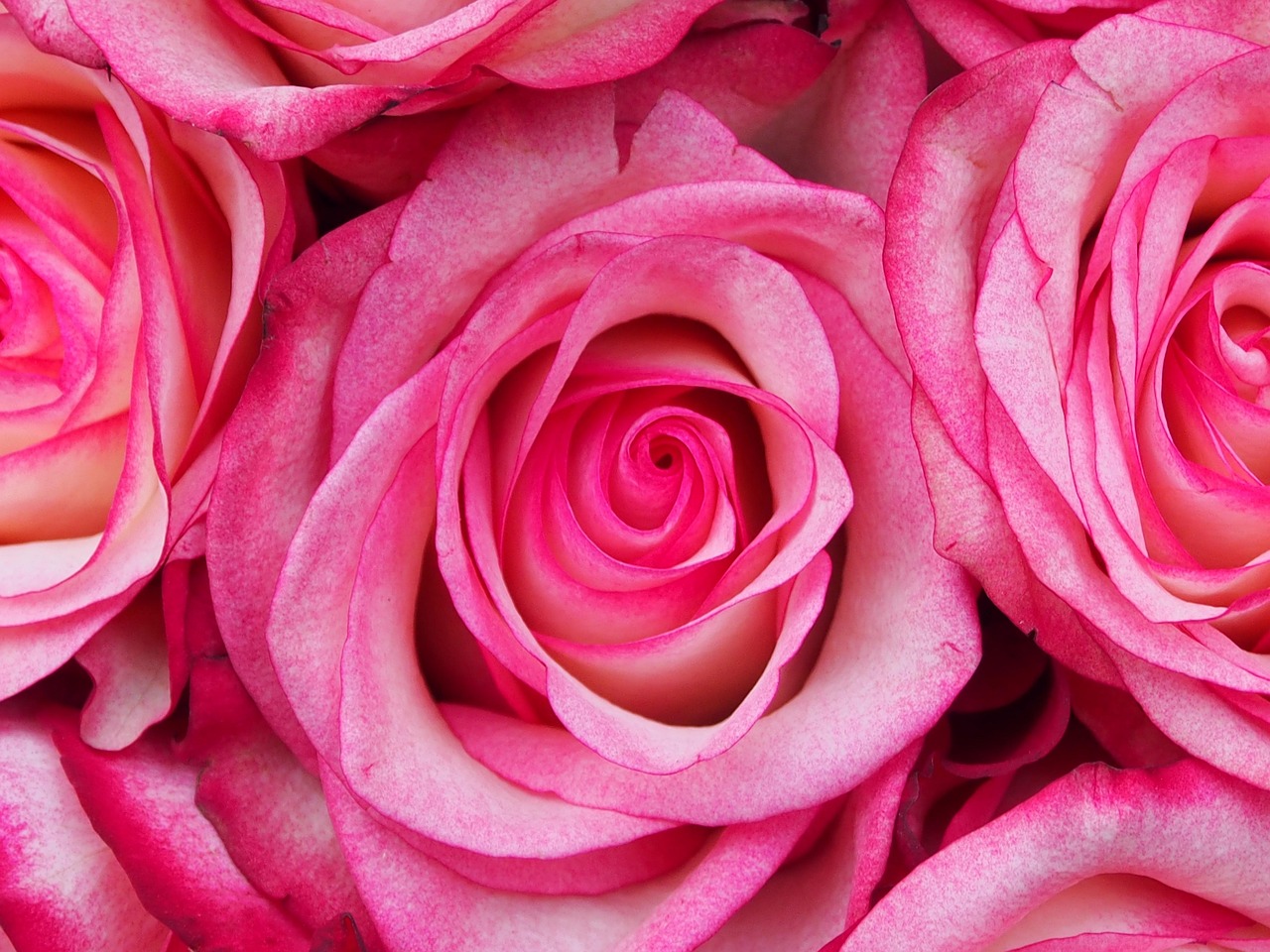 Rose Petal Flower Free photo on Pixabay Pixabay