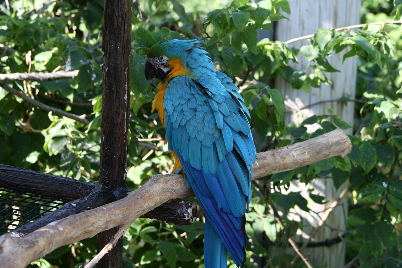 Nature Bird Outdoors - Free photo on Pixabay
