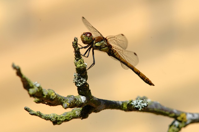 Inseto, Natureza, Invertebrados