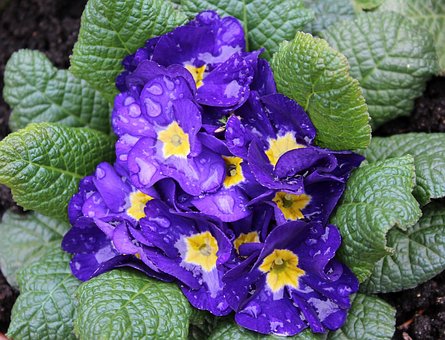 Primula, Prymulka, Rain Drops