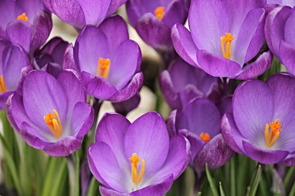 Crocus Flowers Spring · Free photo on Pixabay