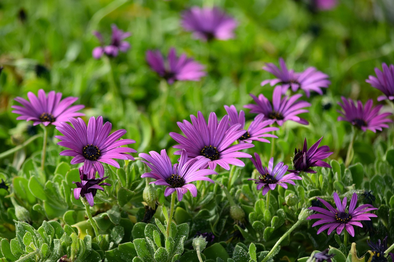 African Daisy Flower Flora Free photo on Pixabay Pixabay