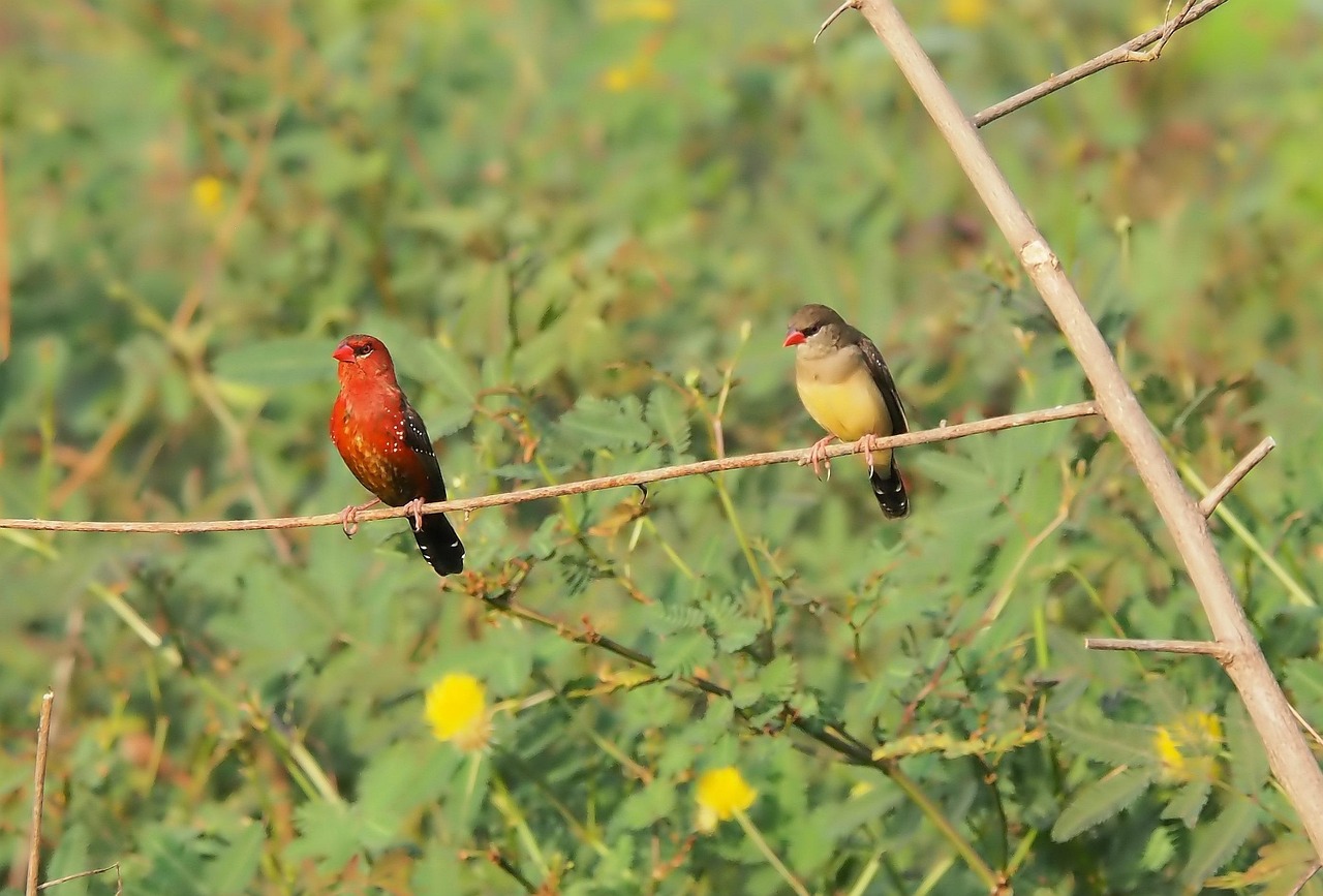 Wildlife Bird Animal Free Photo On Pixabay wildlife-bird-animal-free-photo-on-pixabay
