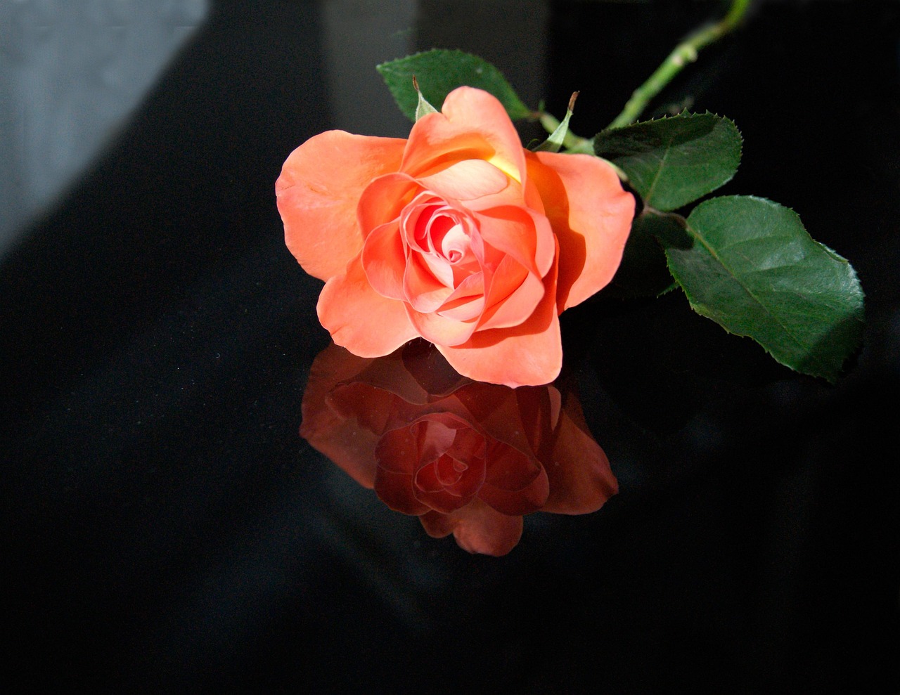 Flower Rose Petal Free Photo On Pixabay