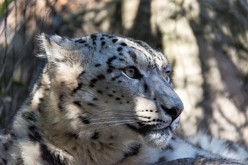 Dieren In Het Wild, Natuur, Dier