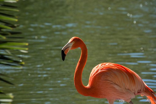Vogel, Water, Natuur, Dieren In Het Wild