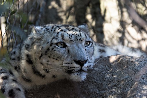 Dieren In Het Wild, Carnivoor, Natuur