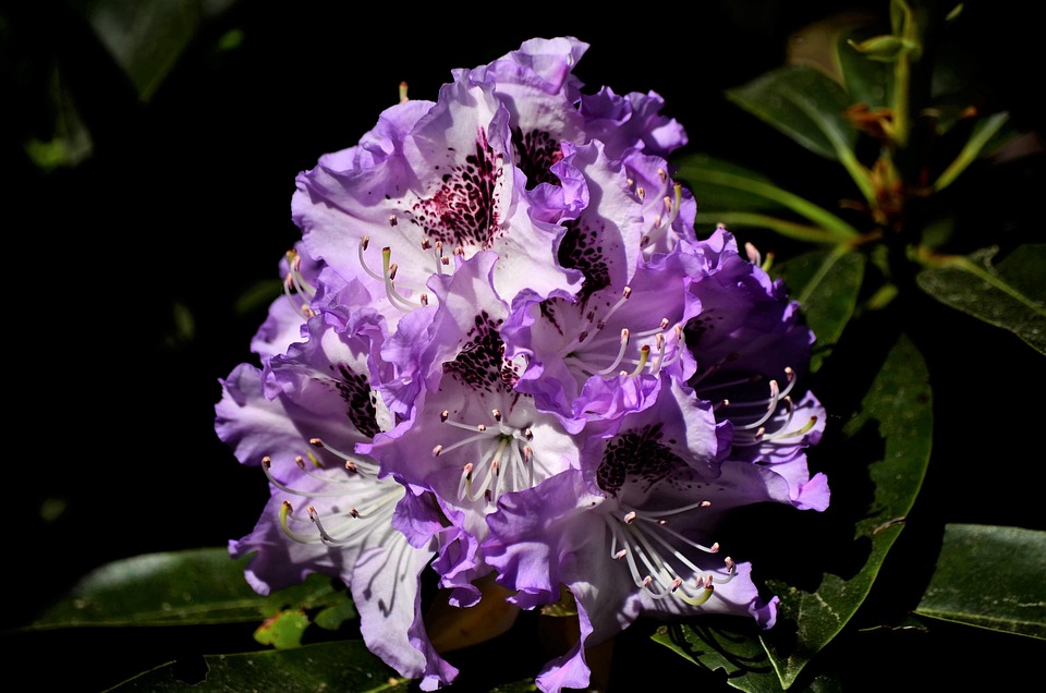 Planta Naturaleza Jardín - Foto gratis en Pixabay