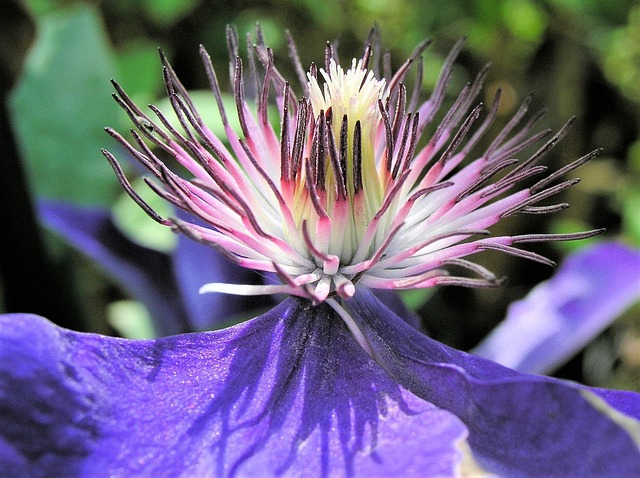 Nature Flower Flora - Free photo on Pixabay - Pixabay