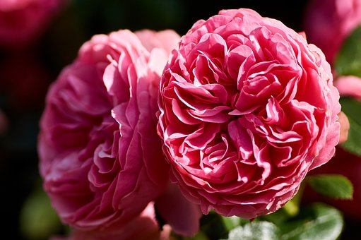 Free Flower Rose photo and picture