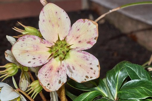 Free Nature Flower photo and picture