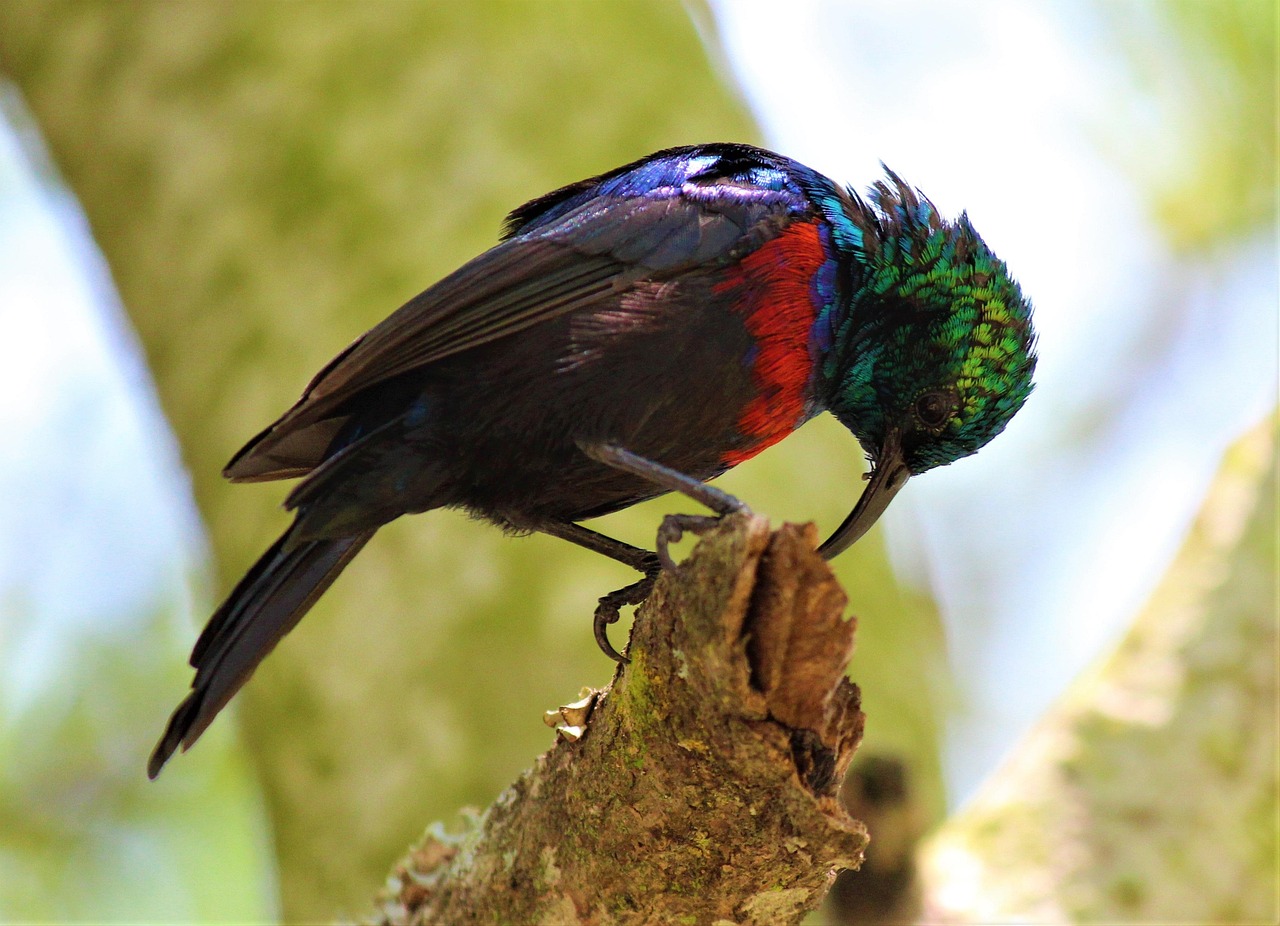 bird-3230793_1280.jpg