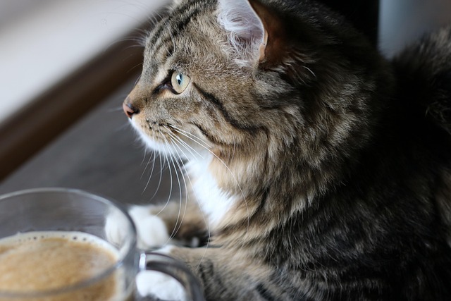 Free Cat Mammal photo and picture
