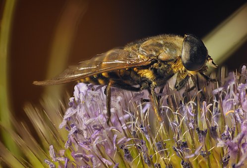 Free Insect Nature photo and picture