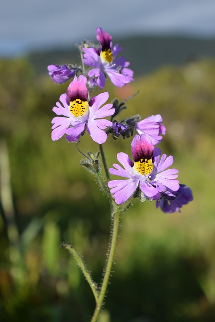 Free Flower Nature photo and picture