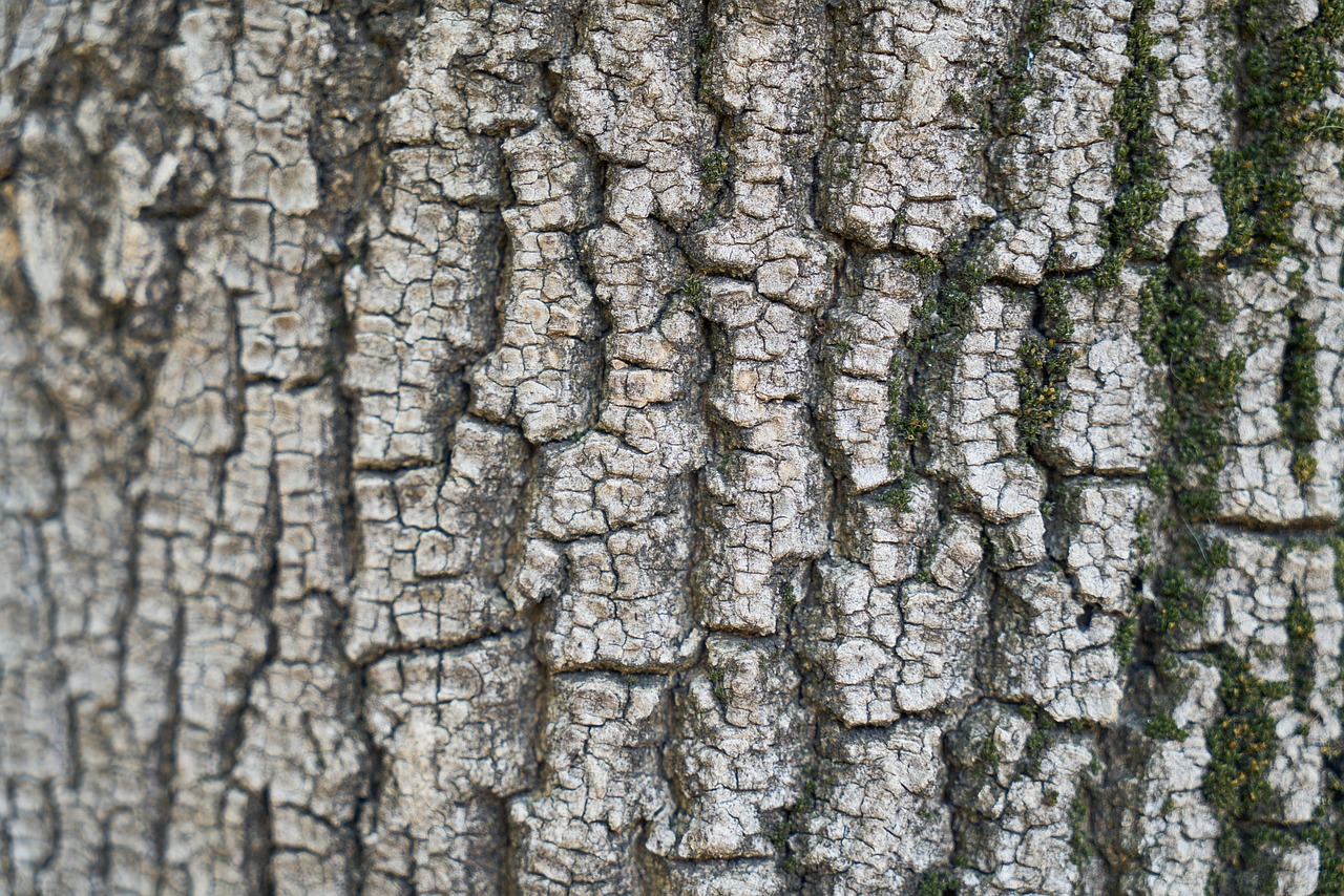 Aba - free online jigsaw puzzle photo