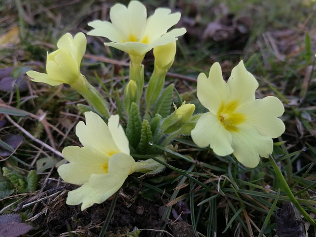 Free Flower Nature photo and picture