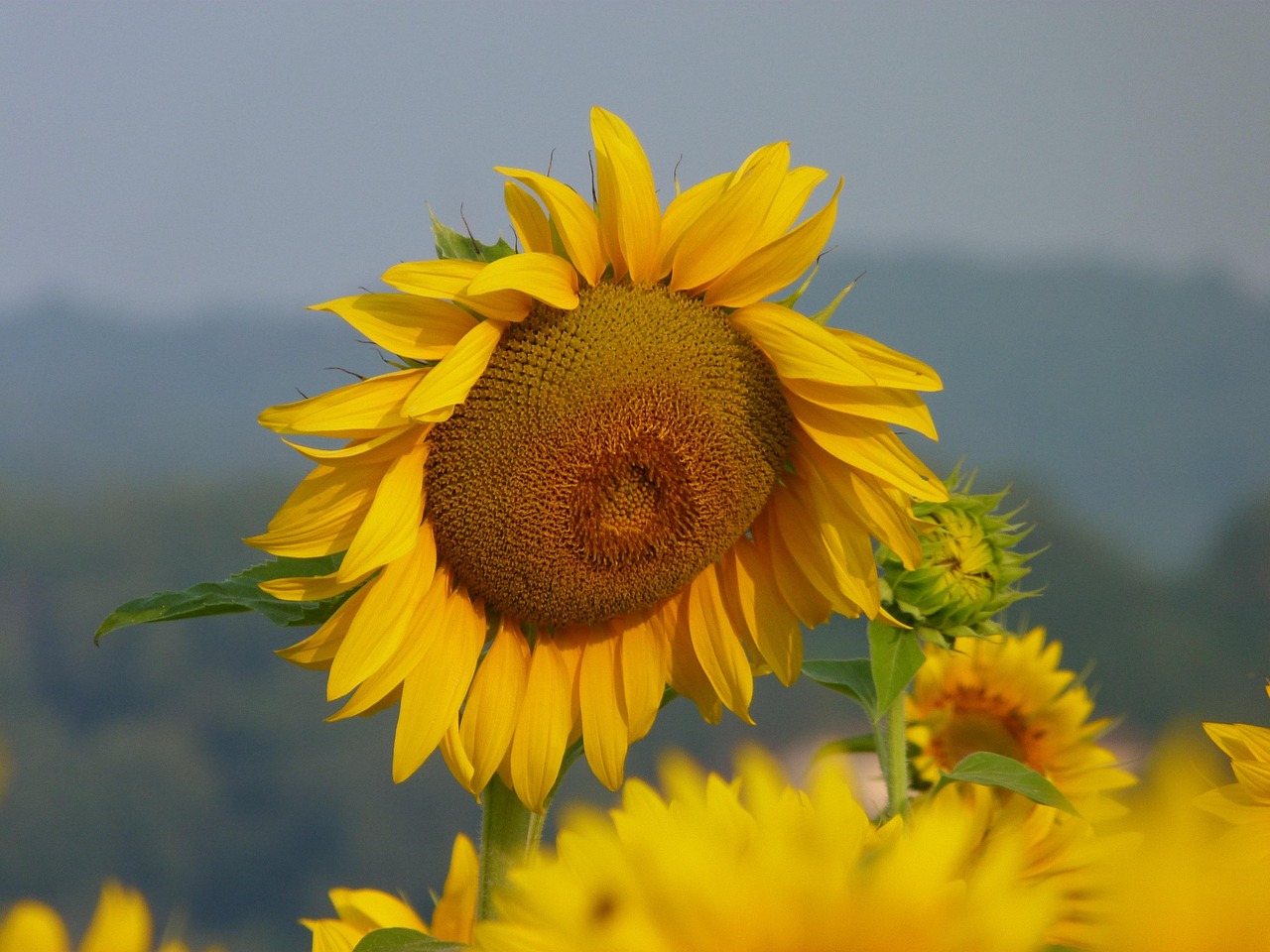 性质 花 夏天 - Pixabay上的免费照片 - Pixabay