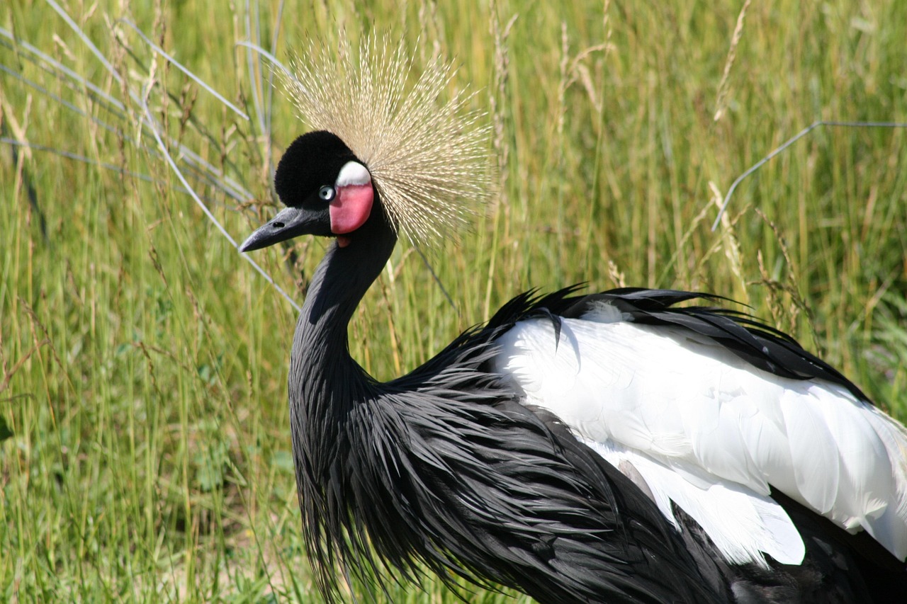 Pájaro Fauna Silvestre Pluma - Foto gratis en Pixabay - Pixabay