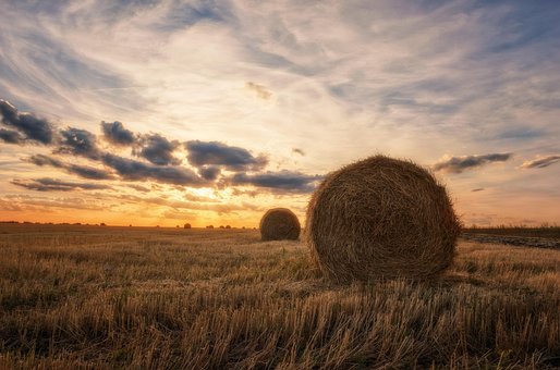 Free Landscape Field photo and picture
