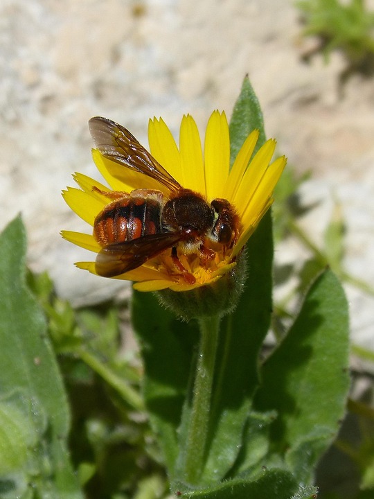 Red Bee Rhodanthidium Sticticum Free photo on Pixabay