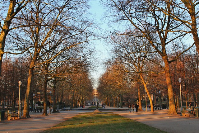Free Tree Landscape photo and picture