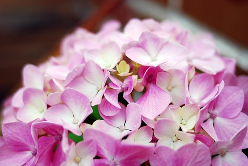 Free Flower Plant photo and picture