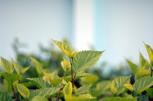 Free Leaf Plant photo and picture