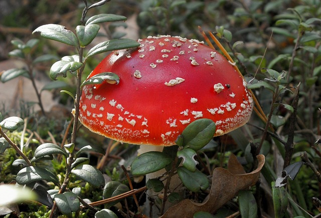 Natuur Paddestoel Paddenstoel - Gratis foto op Pixabay
