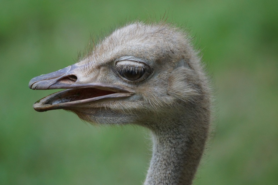 Wildlife Bird Ostrich Free Photo On Pixabay