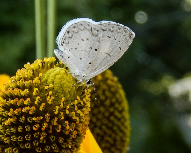 Free Butterfly Nature photo and picture
