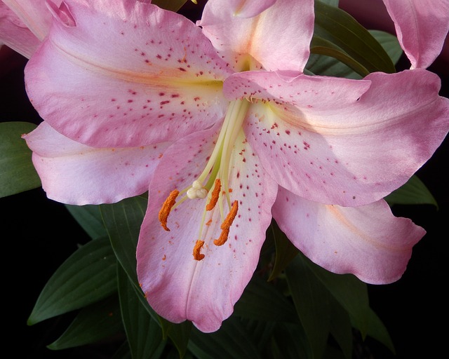 Free Flower Lily photo and picture