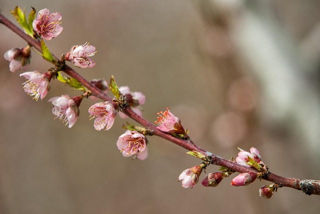 Blomst, Kirsebær, Gren, Blomst Bakgrunn