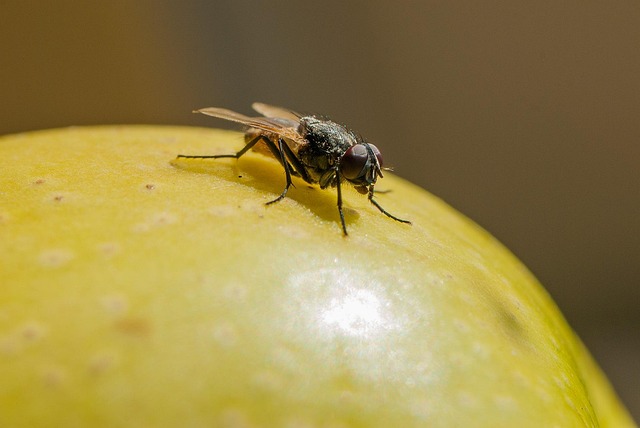 Natur, Insekt, Fly, Eple