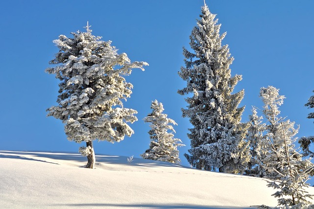 Free Snow Winter photo and picture