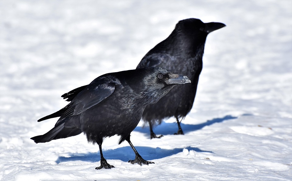 レイヴン カラス カラスの鳥 Pixabayの無料写真