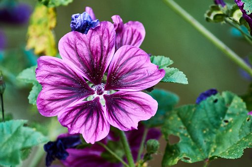 Free Flower Nature photo and picture