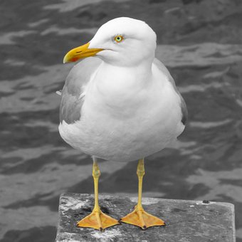 Vogel, Möwe, Gewässer, Tierwelt