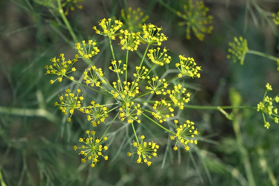 Nature Plant Herb - Free photo on Pixabay - Pixabay
